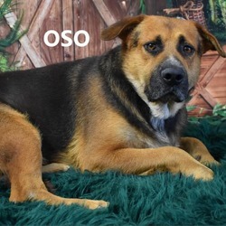 Thumbnail photo of Oso #2