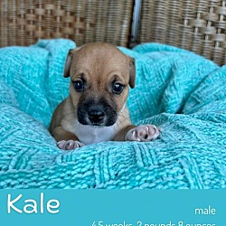 Thumbnail photo of Kale #2