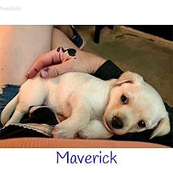 Thumbnail photo of * Maverick - Adoption Pending #2