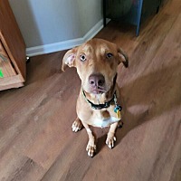 adopt a pet