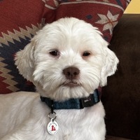 adopt-pet