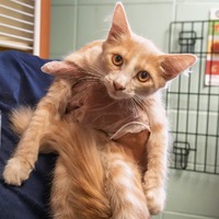 adopt a pet