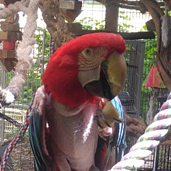 Thumbnail photo of Rasta’ The Greenwing Macaw #2