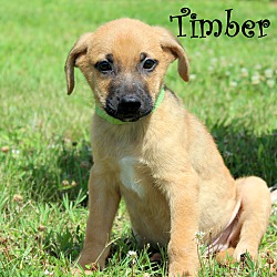 Thumbnail photo of Timber~adopted! #2