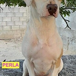 Thumbnail photo of PERLA #3