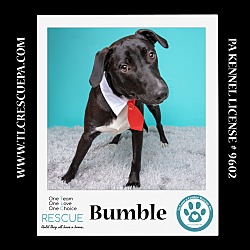 Thumbnail photo of Bumble (Spring Flings) 062224 #1