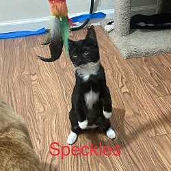 Thumbnail photo of Speckles #1