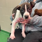 Adopt A Pet :: Ifrit - South Haven, MI