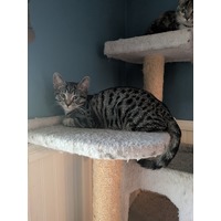 adopt-pet