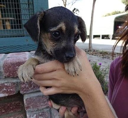 Lathrop, CA - Jack Russell Terrier/Miniature Pinscher. Meet Kiwi a Pet ...