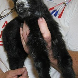 Thumbnail photo of Newborn Pygmy Goat #2