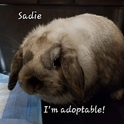 Thumbnail photo of Sadie #3