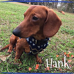 Thumbnail photo of Hank #2