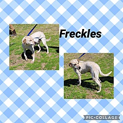 Thumbnail photo of Freckles #2