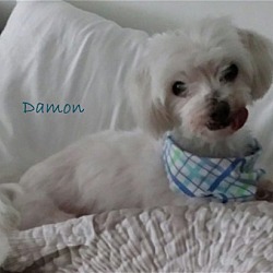 Photo of Damon*Adopted