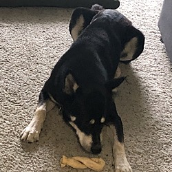 Photo of Kiba