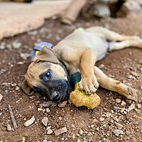 adopt a pet