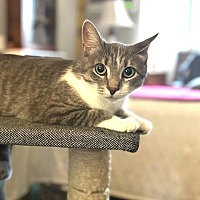 adopt a pet
