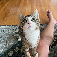 adopt a pet