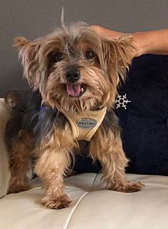 how much does it cost to adopt a yorkie