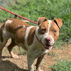 Thumbnail photo of Brodie #4