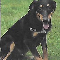 Photo of Ross