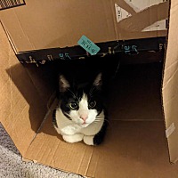adopt a pet