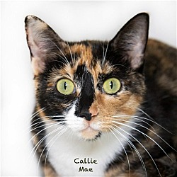 Thumbnail photo of Callie Mae #1