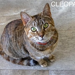 Thumbnail photo of Cleopatra (FCID# 04/11/2024 - 30 Glen Mills PS) #3