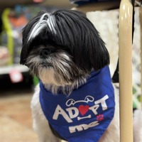 adopt a pet