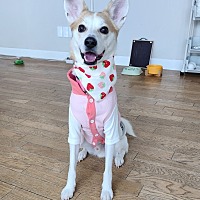 adopt a pet