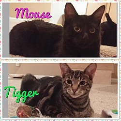 Thumbnail photo of Tigger/Mouse #1