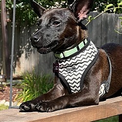 Photo of Kona