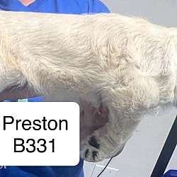 Thumbnail photo of Preston B331 #2