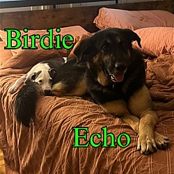 Thumbnail photo of Birdie #3