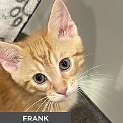 Thumbnail photo of Frank #1