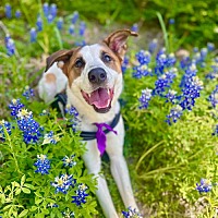 adopt a pet