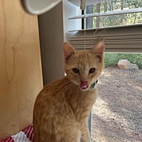 adopt a pet