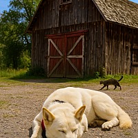 adopt a pet