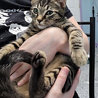 adopt a pet