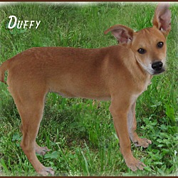 Thumbnail photo of Duffy-PICK ME, PICK ME!!! #4