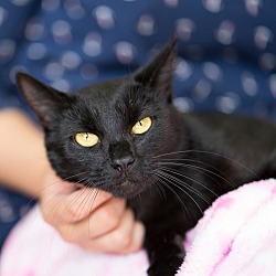 Thumbnail photo of Sponsored Black Cats #3