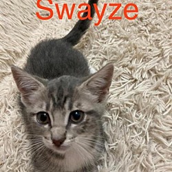 Thumbnail photo of Swayze #2
