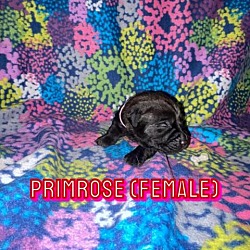 Thumbnail photo of Primrose Lavender #4