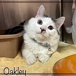 Thumbnail photo of OAKLEY #1