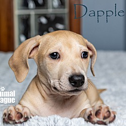 Thumbnail photo of Dapple #4