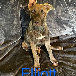 Thumbnail photo of Elliott #1