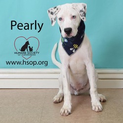 Thumbnail photo of Pearly #4