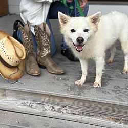 Thumbnail photo of LENNON 20 Pounds   FOSTERED IN NEW JERSEY #3