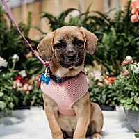 adopt a pet